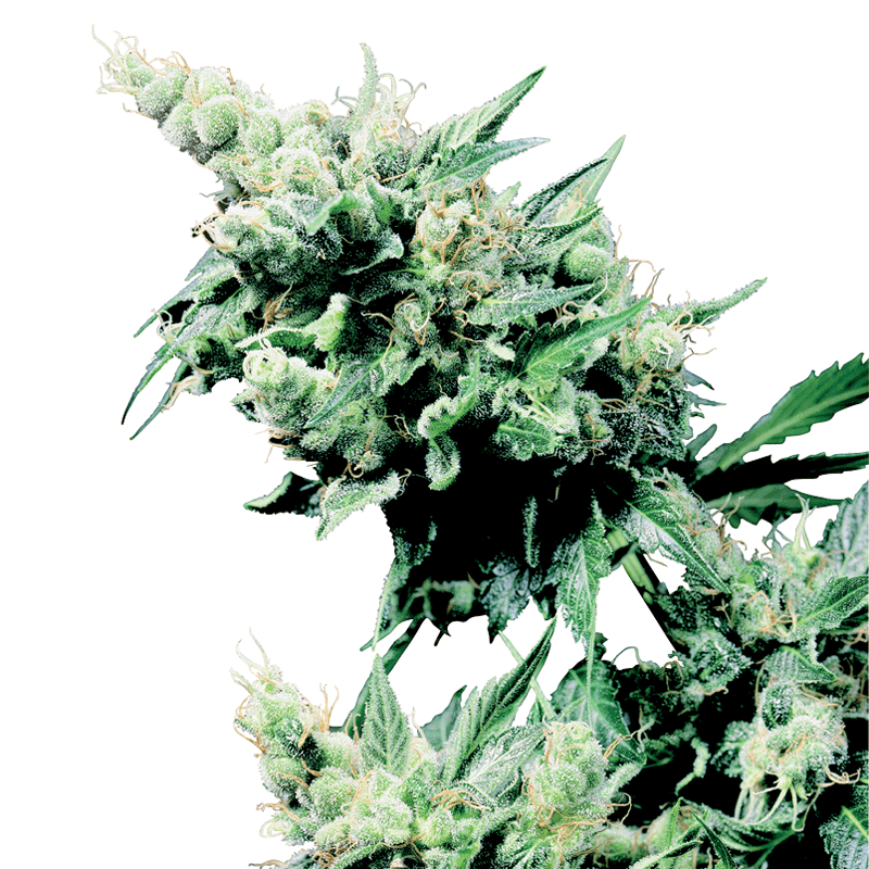 Sensi Seeds Hash Plant