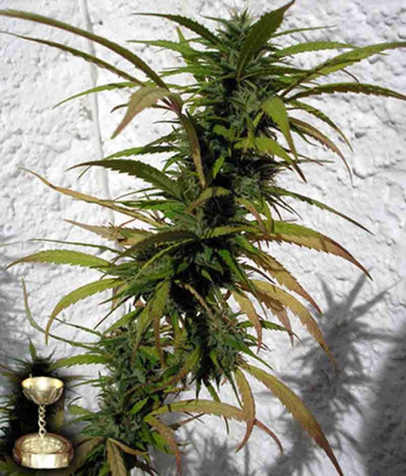 DNA genetics hashplant haze cannabis plant