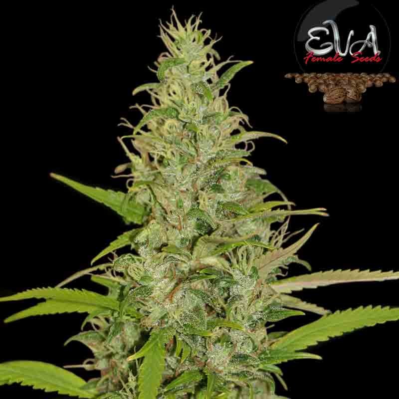 eva high level cannabis bud
