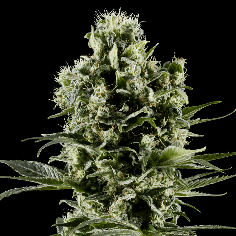 Green House Seeds Himalaya Gold Bud