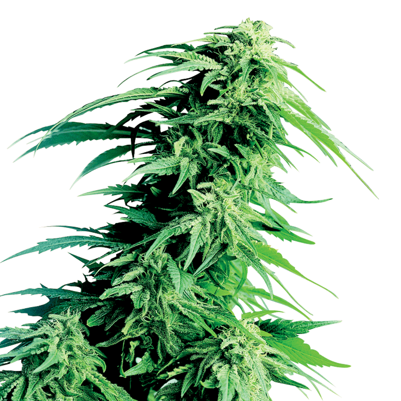 Sensi Seeds Hindu Kush