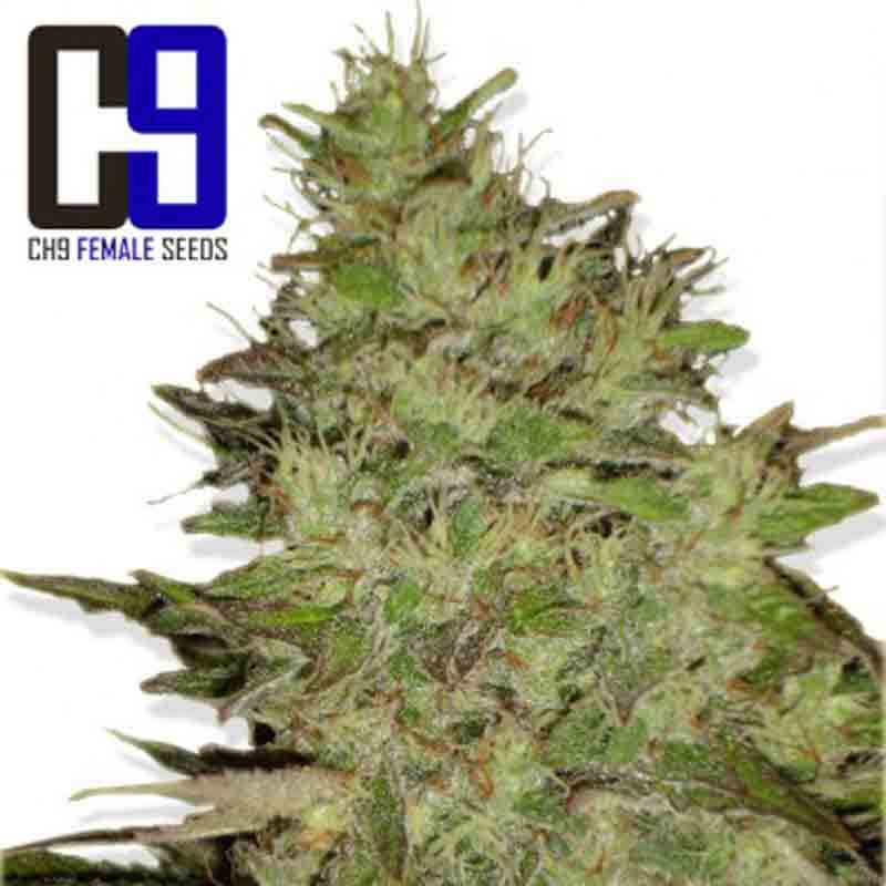 ch9 jack feminised cannabis seeds bud