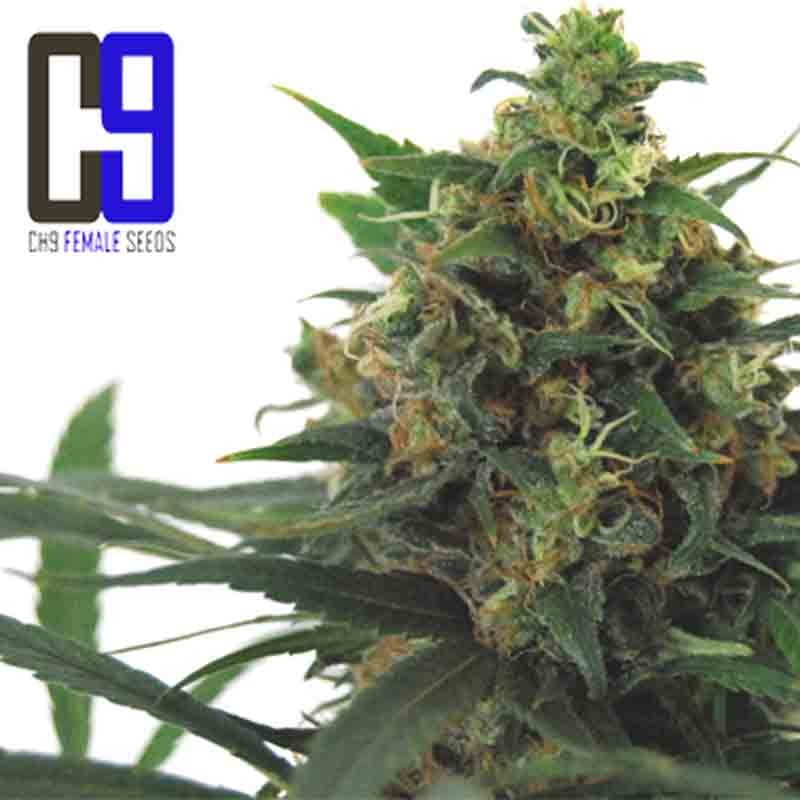 ch9 jack 33 cannabis bud
