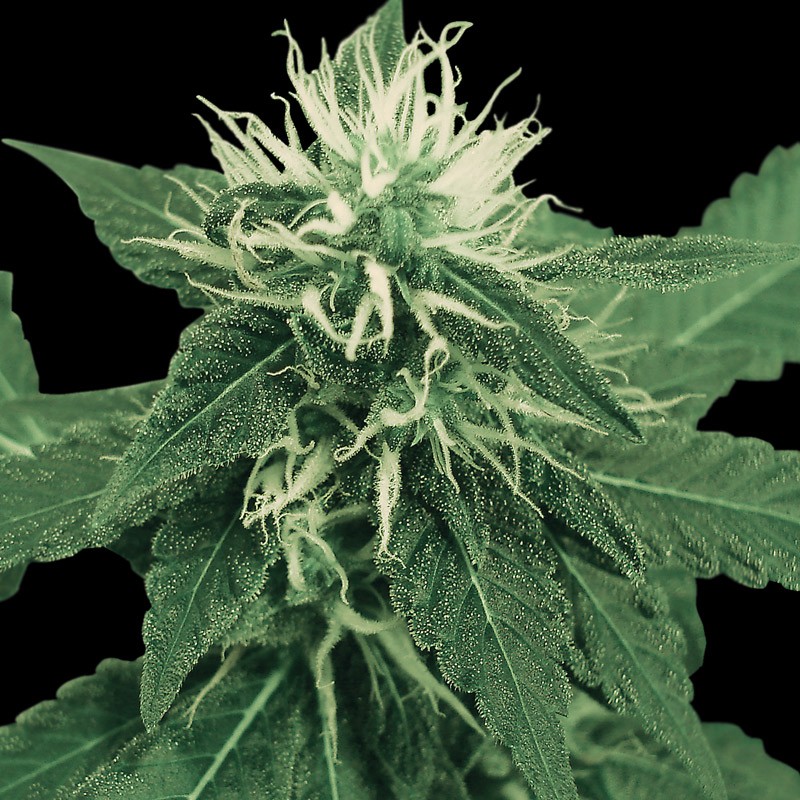 Green House Seeds K-Train Bud