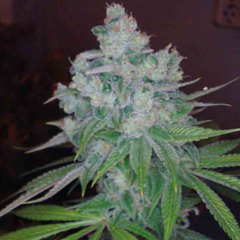 DNA genetics kandy kush x skunk cannabis plant