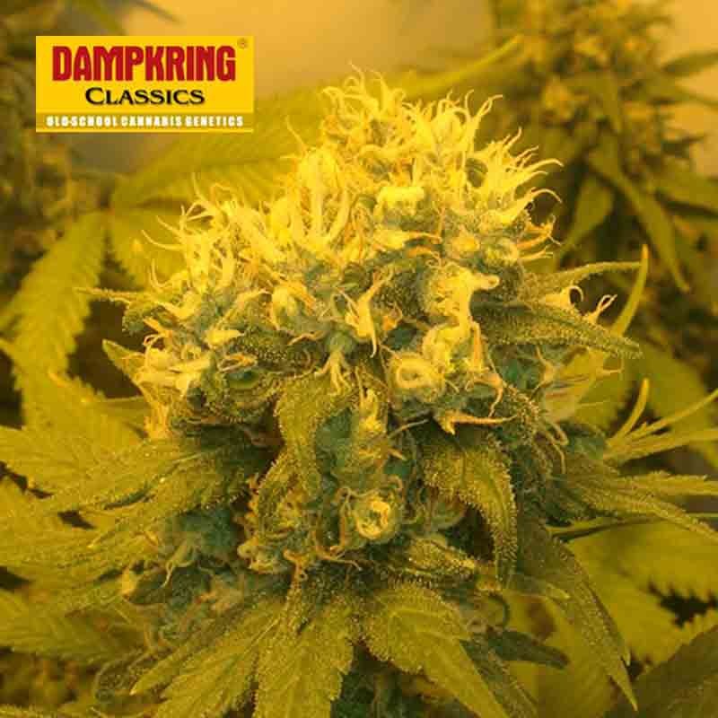 Kiwiseeds Cheese x Haze Bud