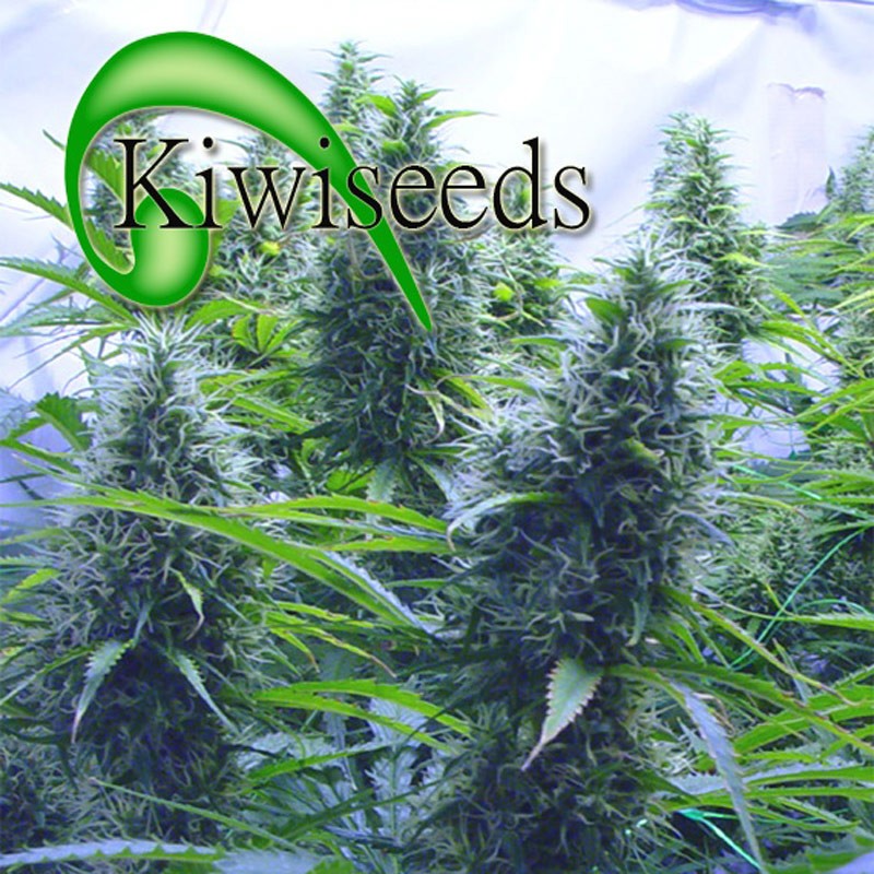 Kiwiseeds 2 Pounder Bud