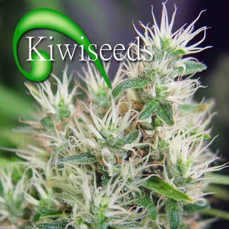 Kiwiseeds Algeria Bud