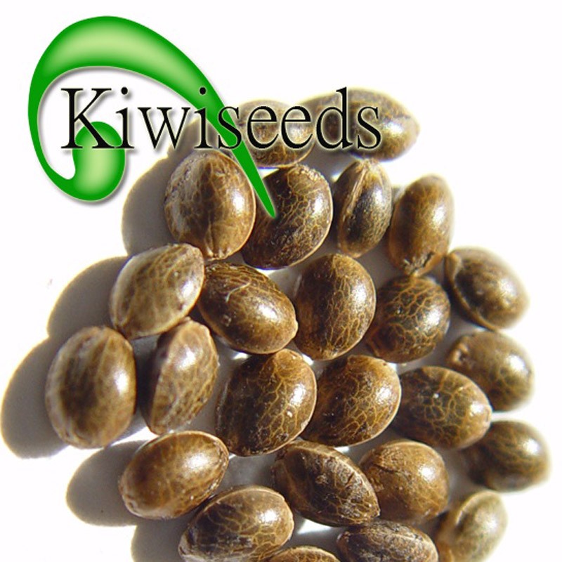 Kiwiseeds Indoor Mix