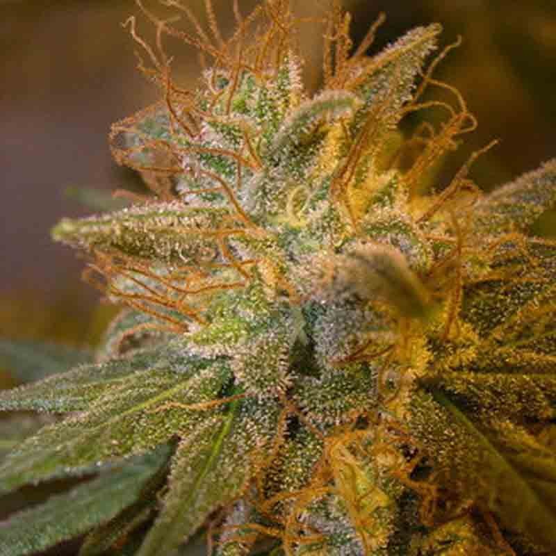 DNA genetics kushberry cannabis plant