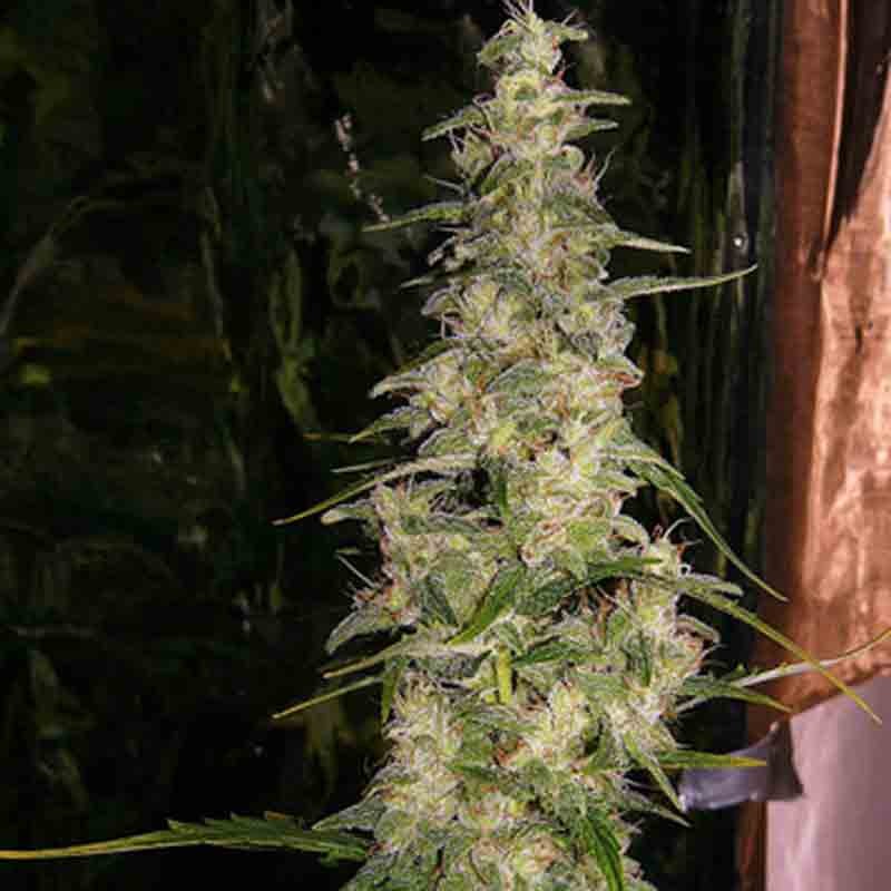 Mr nice la nina cannabis seeds
