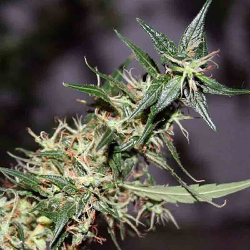 Mr Nice Seeds Mango Haze cannabis seeds