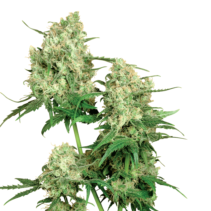 Sensi Seeds Maple Leaf Bud