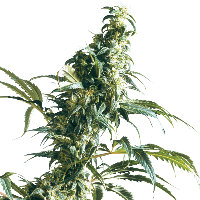 Sensi Seeds Mexican Sativa Bud
