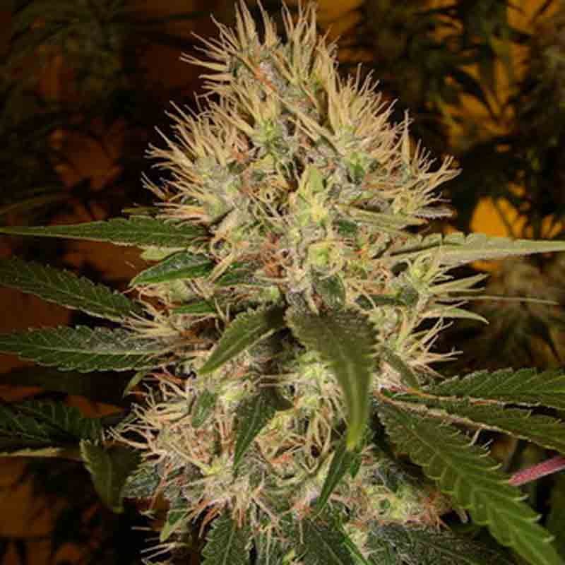 DNA genetics martian mean green cannabis plant