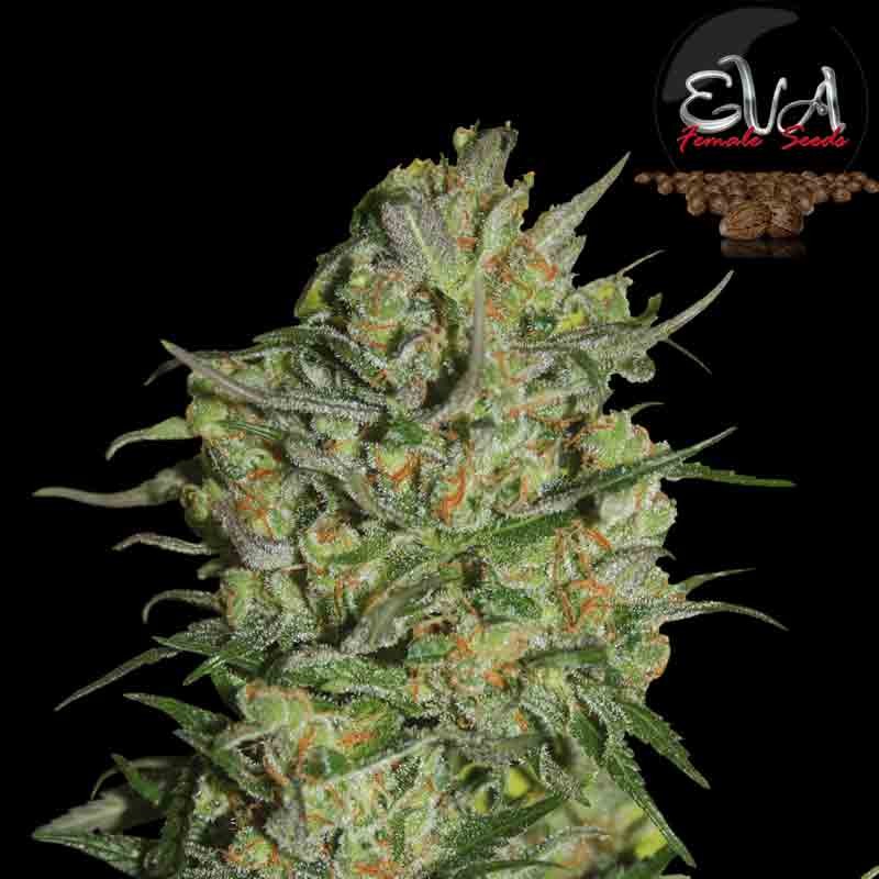 eva monster cannabis bud