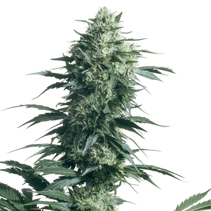 Sensi Seeds Mothers Finest Bud