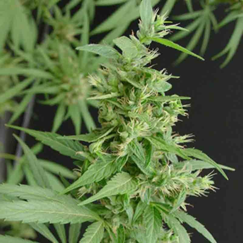 Mr Nice Seeds Nevilles Haze cannabis seeds