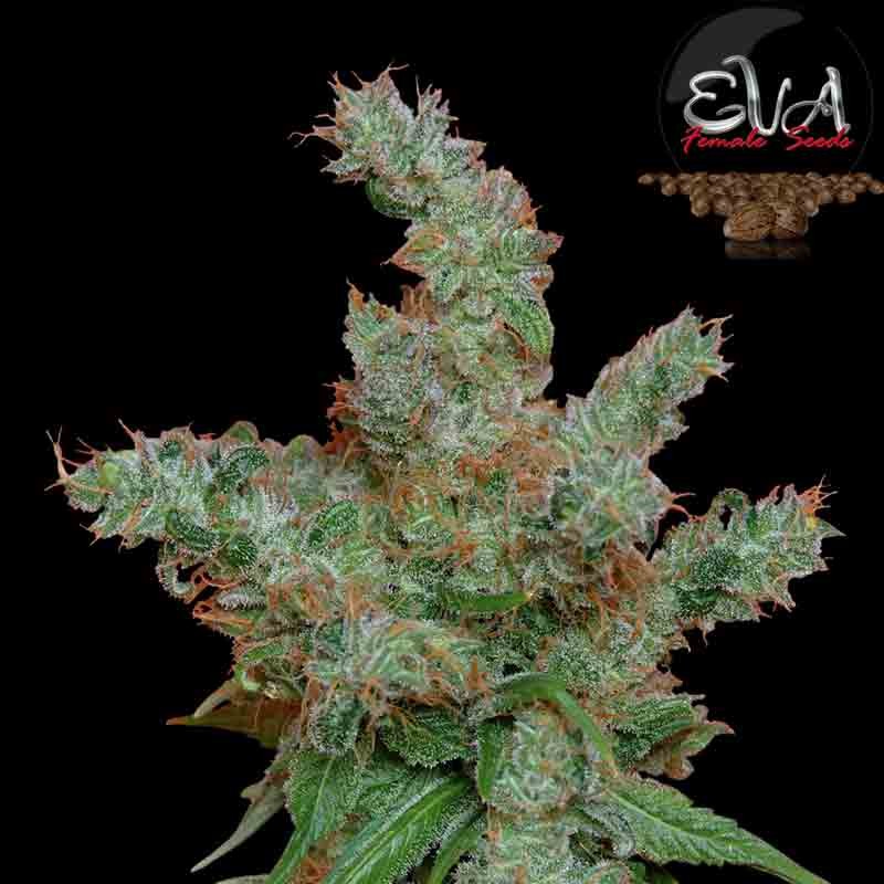 eva nexus cannabis bud