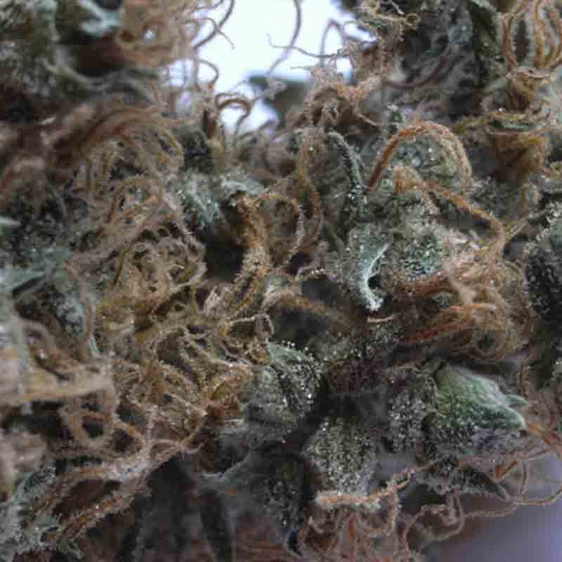 Mr nice nl5/haze x skunk cannabis bud