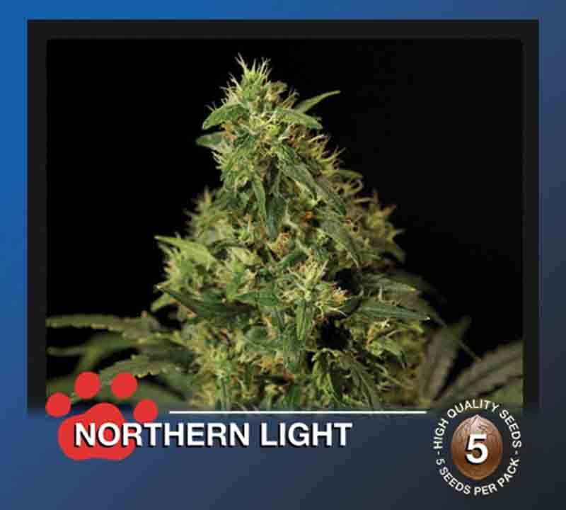 the bulldog northern light plant