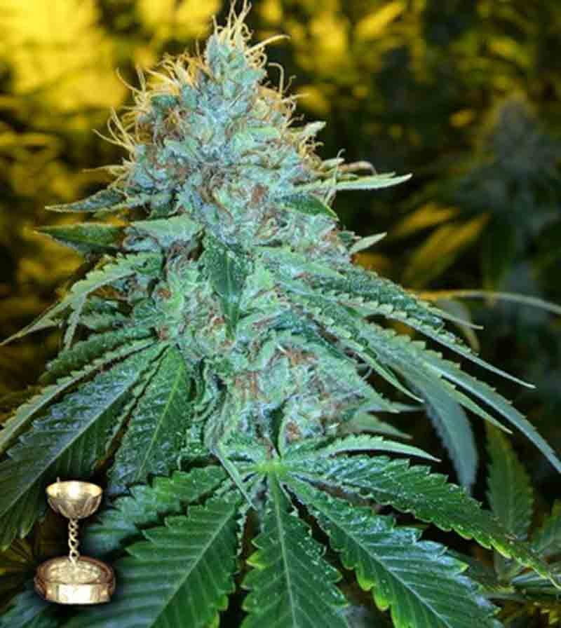 DNA genetics og # 18 x skunk cannabis plant