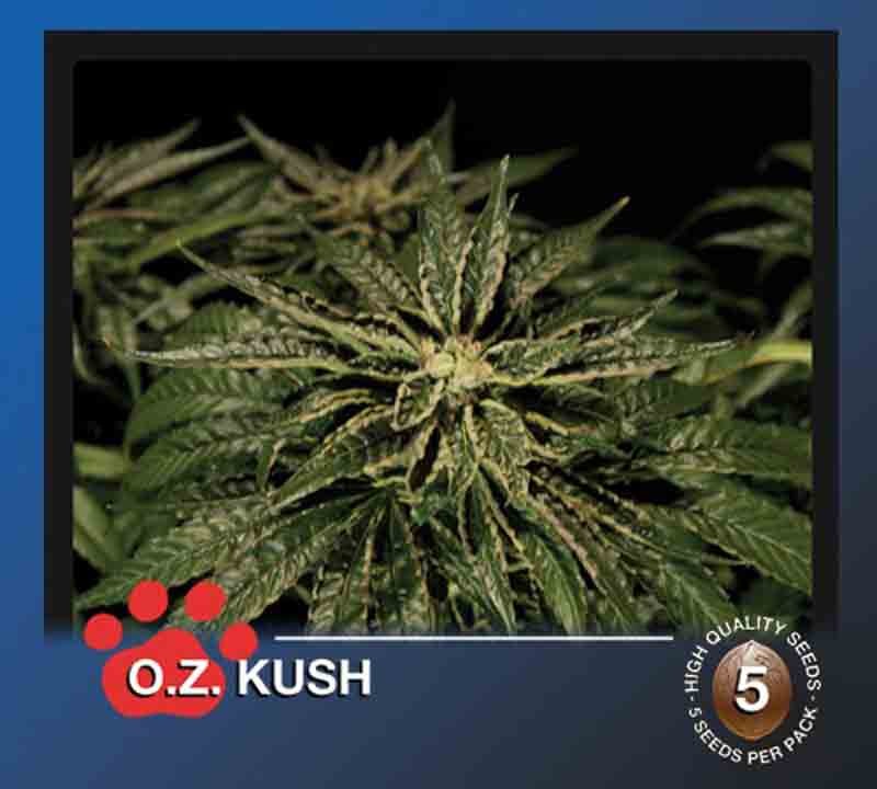 the bulldog oz kush cannabis plant