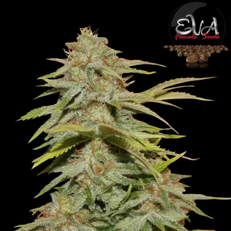 eva female papas candy cannabis bud
