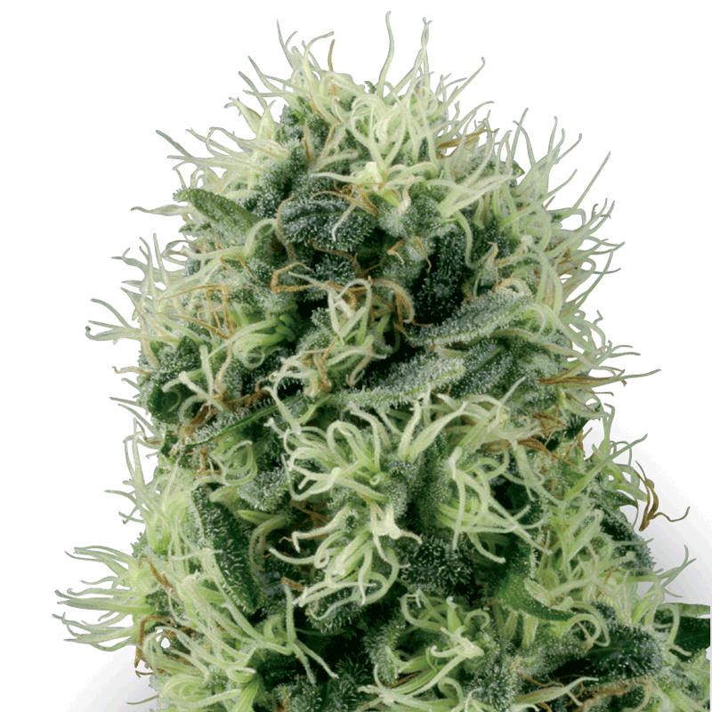 White Label Power Plant Bud