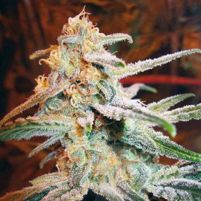 Royal Queen Blue Mistic Bud