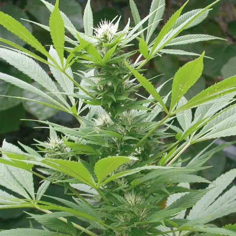 Royal Queen Easy Bud (Auto) Bud Shot