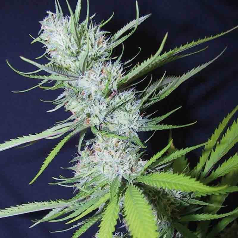 Royal Queen Fruit Spirit Bud Shot