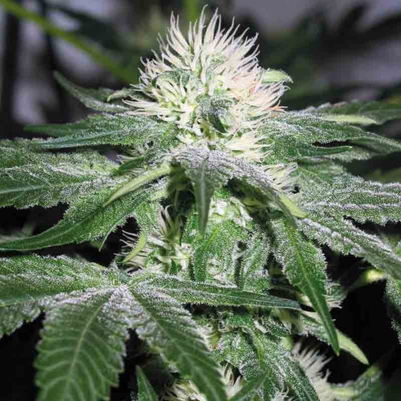 Royal Queen Ice Bud Shot