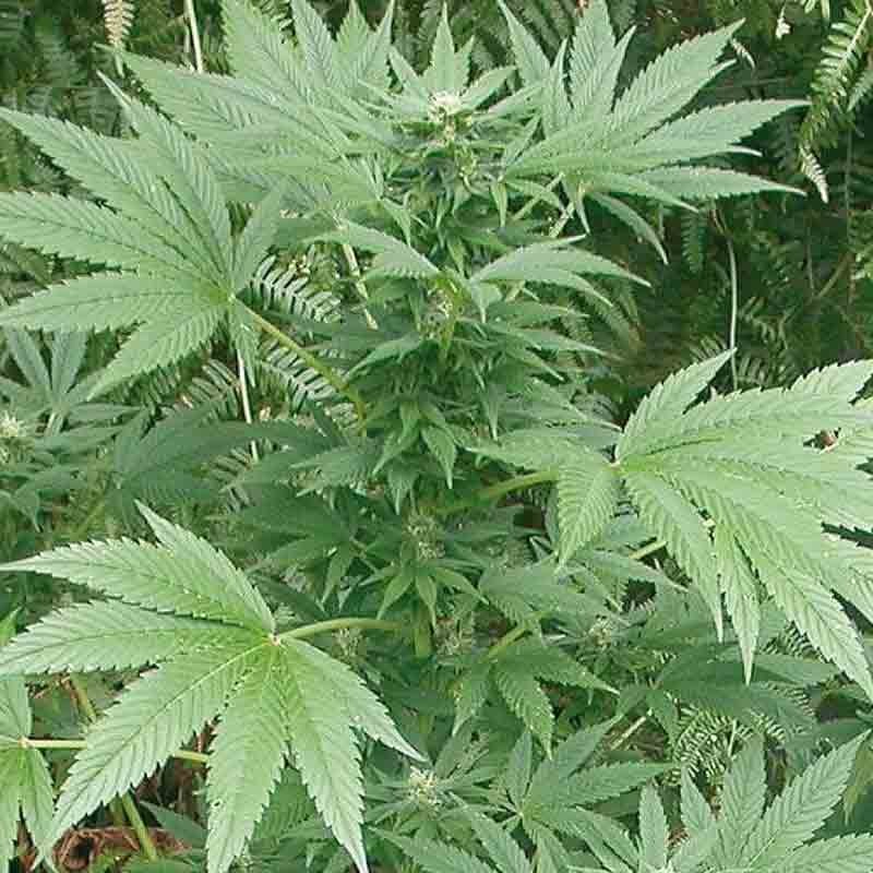 Royal Queen Quick One Bud