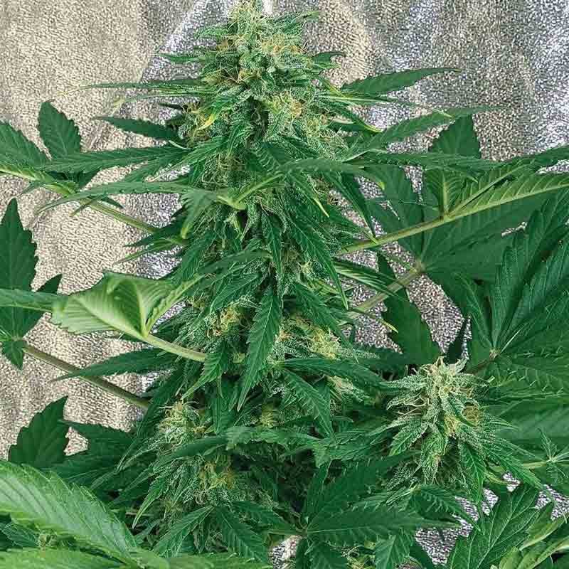 Royal Queen Royal Automatic Bud