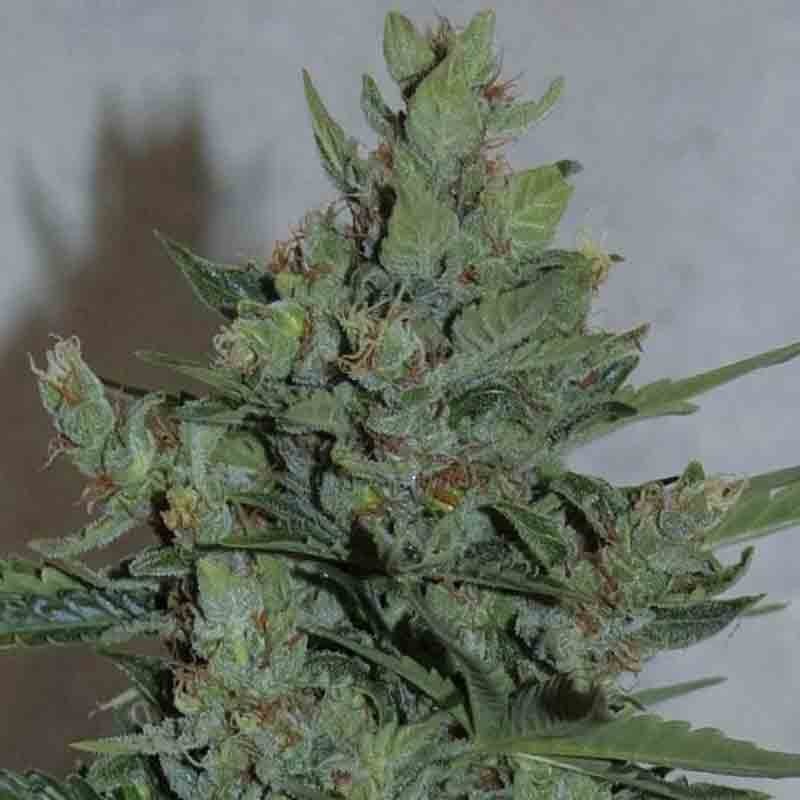 Royal Queen Royal Dwarf Automatic Bud
