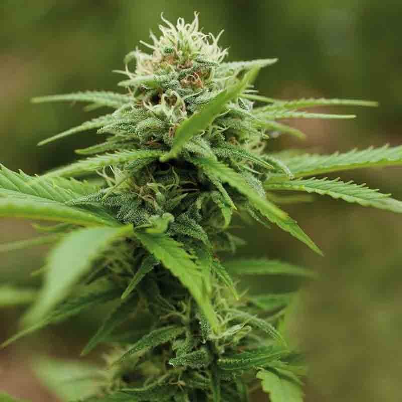 Royal Queen Royal Moby Bud