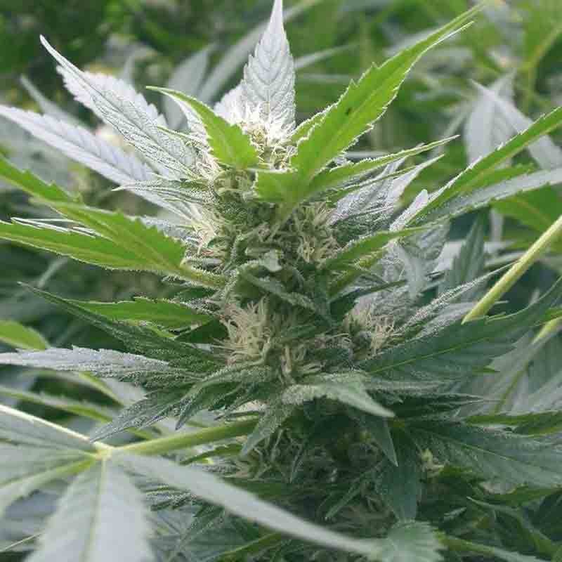 Royal Queen Special Kush #1 Bud