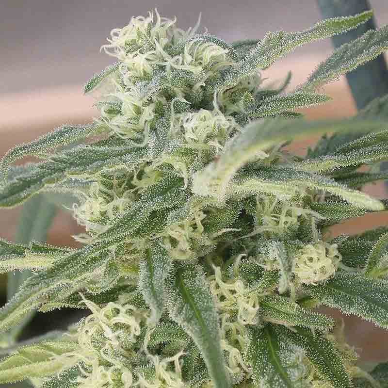 Royal Queen Special Queen #1 Bud