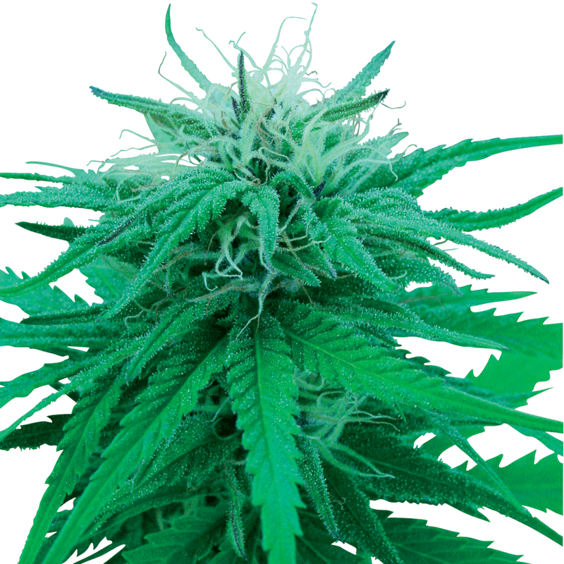 Sensi Seeds Ruderalis Indica Bud