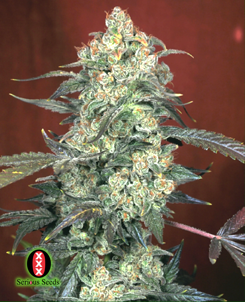 Serious Seeds AK47 Bud Shot