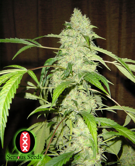 Serious Seeds Bubble Gum Bud Shot