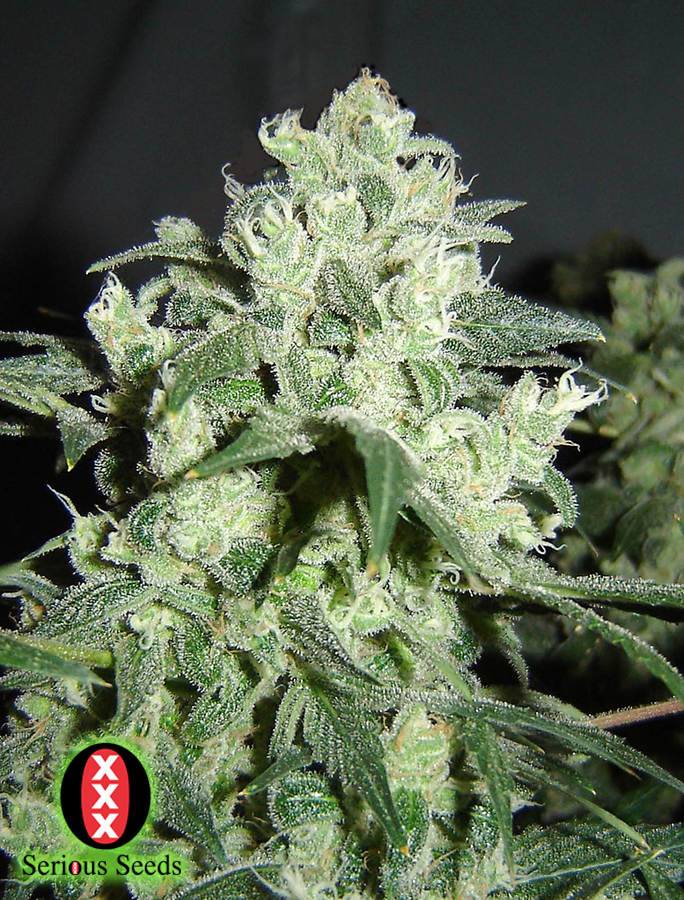 Serious Seeds White Russian bud Shot
