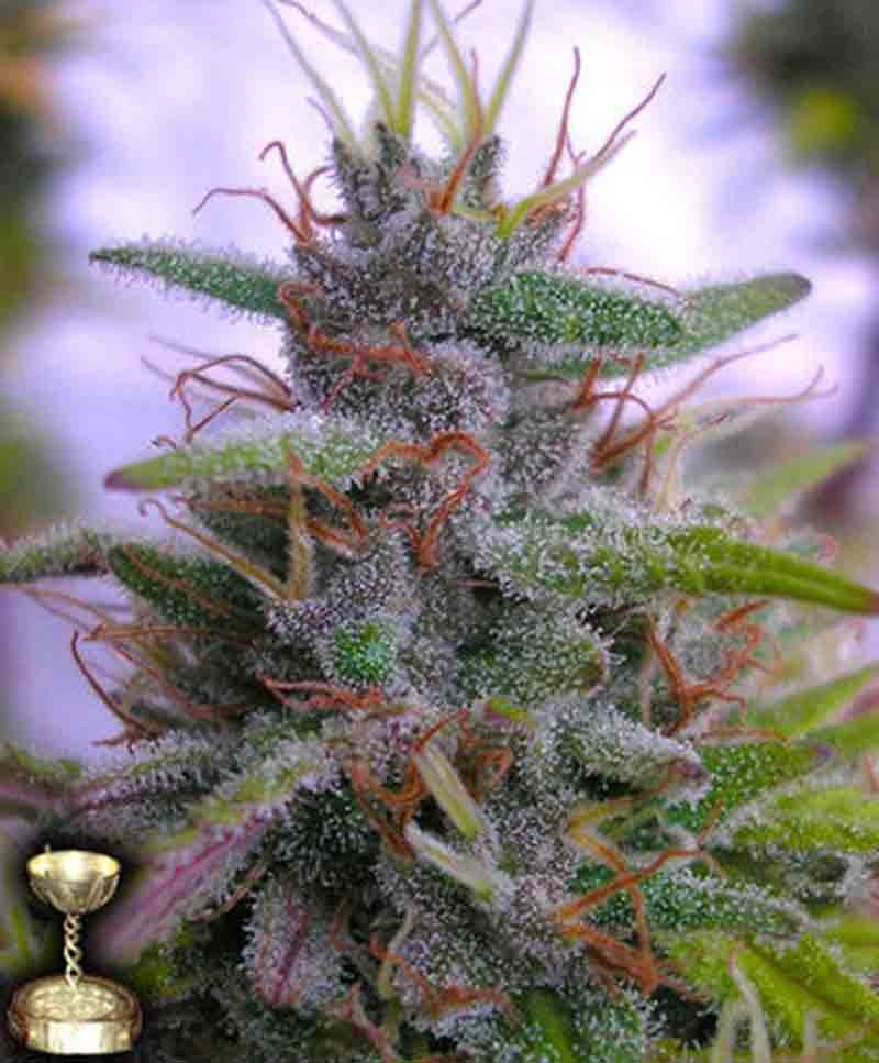 DNA genetics sharksbreath cannabis seed