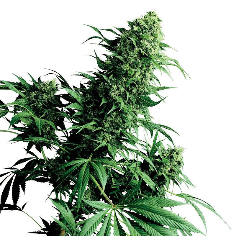 Sensi Seeds Shiva Shanti I Plant