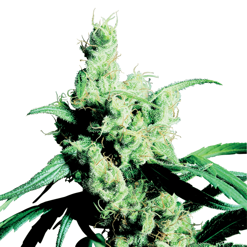 Sensi Seeds Silver Haze Bud