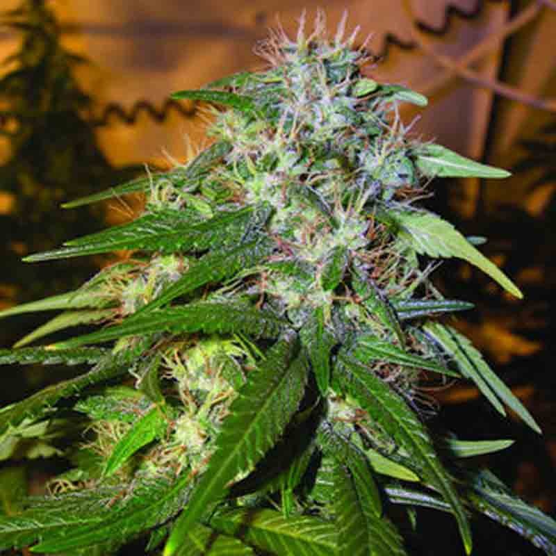DNA genetics sour cream cannabis seeds