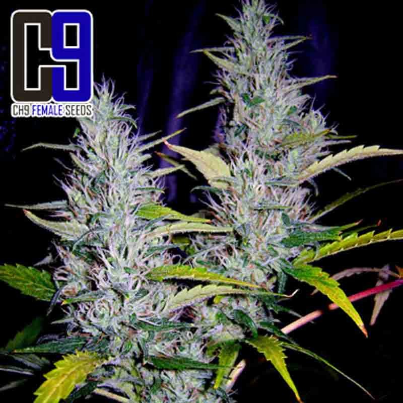 ch9 super haze cannabis bud