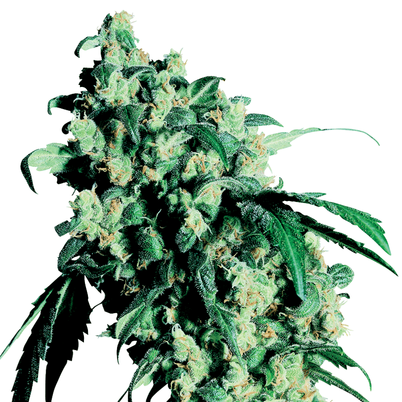 Sensi Seeds Super Skunk Bud