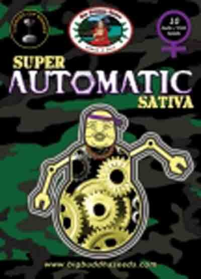 big buddha super automatic sativa cannabis seeds